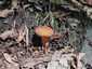 Kenyérgomba (Lactifluus volemus), Retyezát
